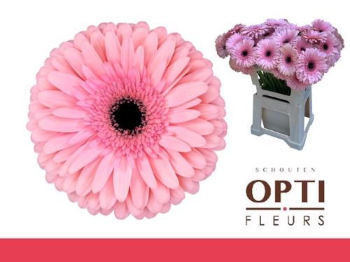 Gerbera grootbloemig Estrella