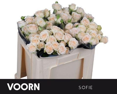 Rosa tros Sweet Sofie