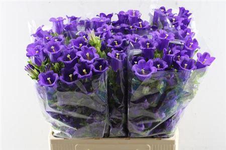 Campanula medium 'Champion Blue'
