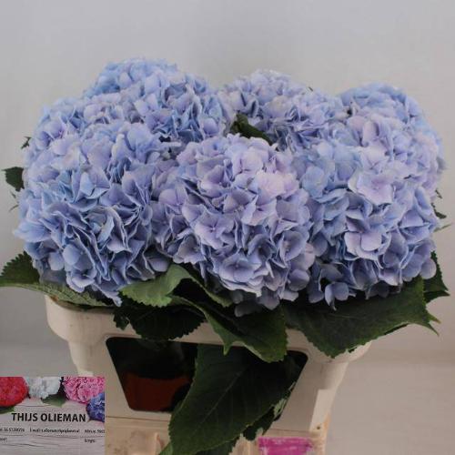 Hydrangea macrophylla 'Verena' (blauw)