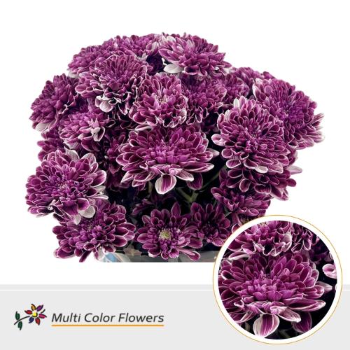 Chrysanthemum Indicum Grp tros kas kleurbehandeld H%