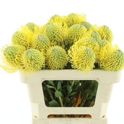 Leucospermum 'Super Gold'