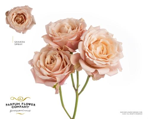 Rosa tros overig