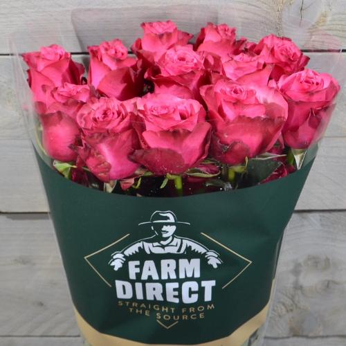 Rosa grootbloemig Lola