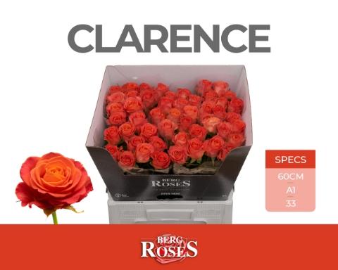 Rosa grootbloemig Clarence+