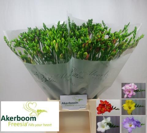 Freesia enkelbloemig gemengd