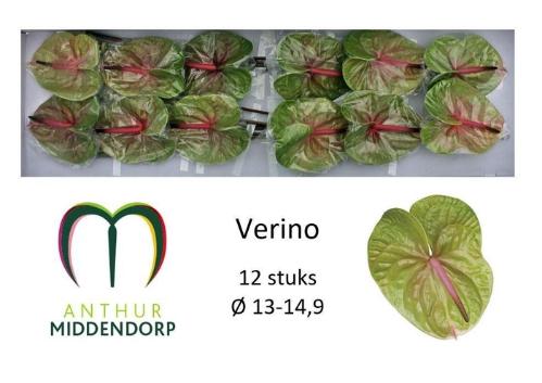 Anthurium Andreanum Grp Verino
