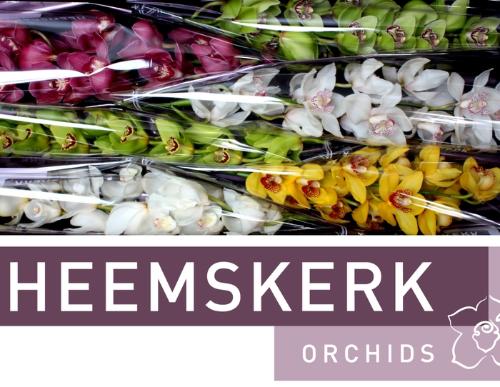 Cymbidium grootbloemig per tak gemengd
