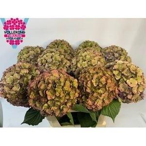 Hydrangea macrophylla Royal Anastasia (classic)
