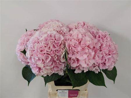 Hydrangea macrophylla 'Verena'