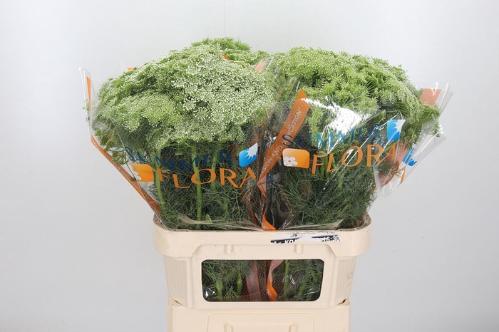 Ammi visnaga