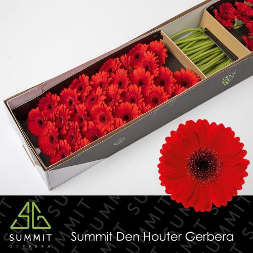 Gerbera mini Suri