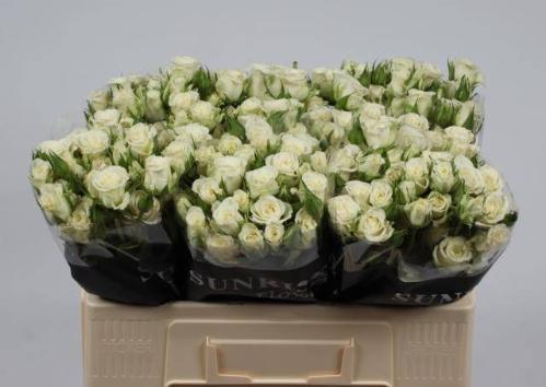 Rosa tros Snowflake