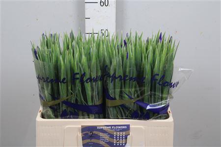 Iris (Hollandse Iris Grp) 'Prof. Blaauw'