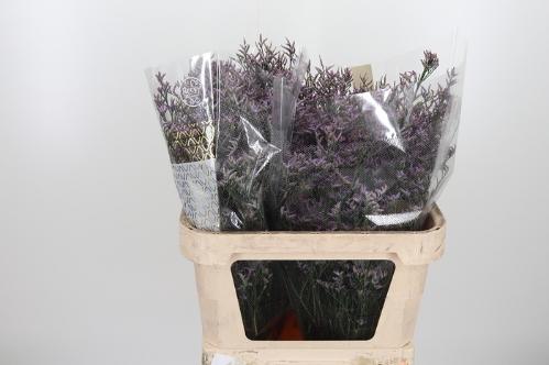 Limonium Safora Lilac