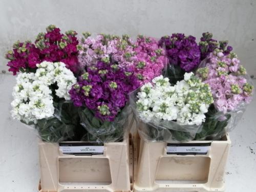 Matthiola incana gemengd