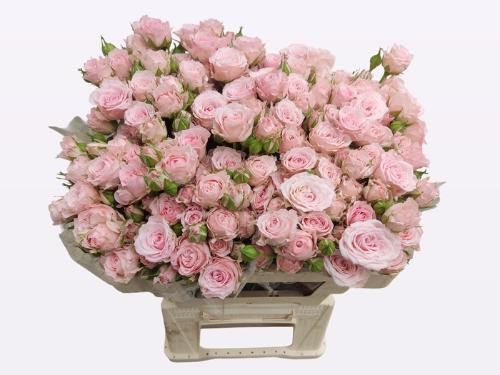 Rosa tros Aerobic