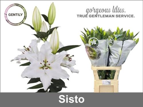 Lilium Oriental Grp 'Sisto'