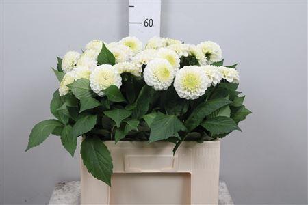 Dahlia (Ball Grp) 'Caro'