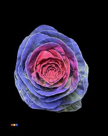 Brassica oleracea kleurbehandeld H%