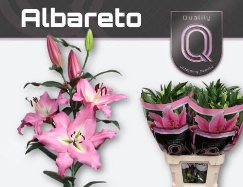 Lilium (OT-hybrids Grp) 'Albareto'