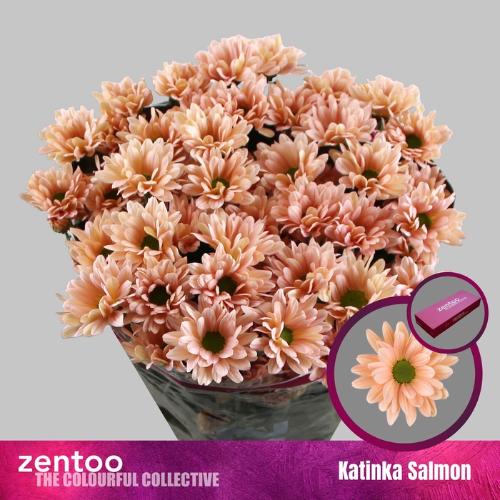Chrysanthemum Indicum Grp tros kas 'Katinka Salmon'