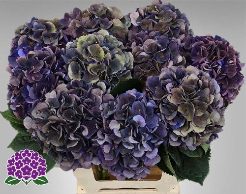 Hydrangea macrophylla Royal King (classic)