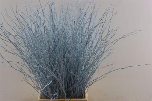 Betula kleurbehandeld H%
