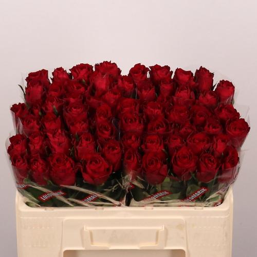 Rosa grootbloemig Madam Red