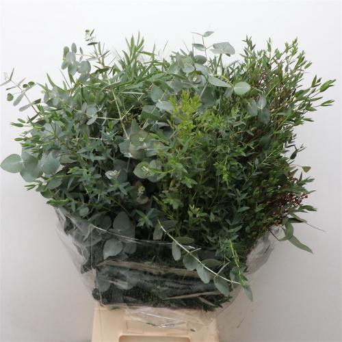 Eucalyptus per bos gemengd