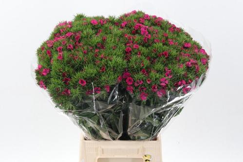 Dianthus barbatus Lord Breanthus