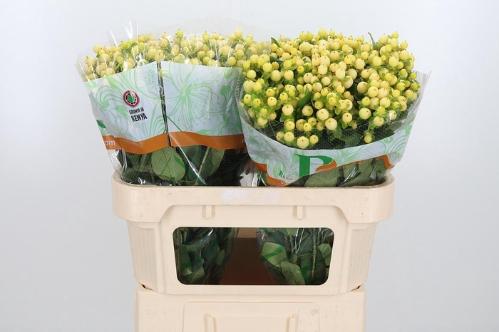 Hypericum x inodorum Magical Royal Cream