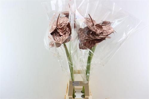 Anthurium Andreanum Grp kleurbehandeld H%