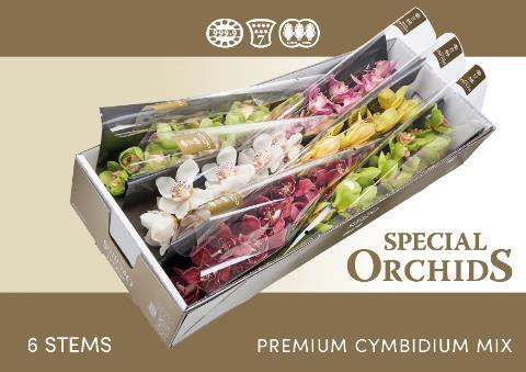 Cymbidium grootbloemig per tak gemengd