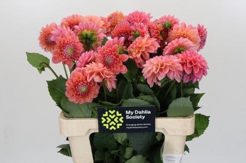 Dahlia 'Linda's Baby'