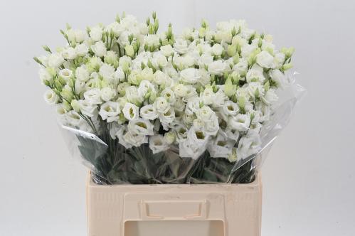Eustoma russellianum gevuldbloemig 'Rosita White'
