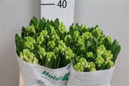 Hyacinthus orientalis 'Antarctica'