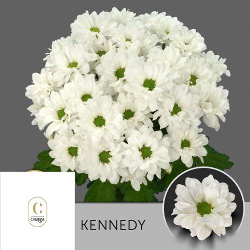 Chrysanthemum Indicum Grp tros Kennedy