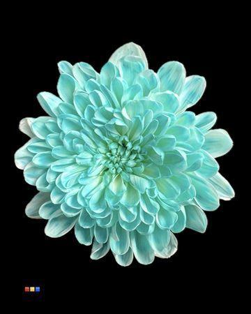Chrysanthemum Indicum Grp tros kas kleurbehandeld H%