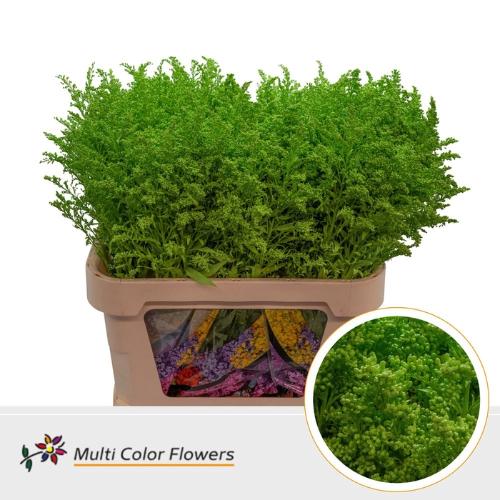 Solidago kleurbehandeld H%