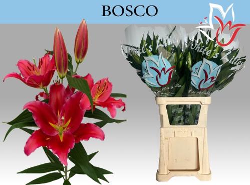 Lilium (Oriental Grp) 'Bosco'