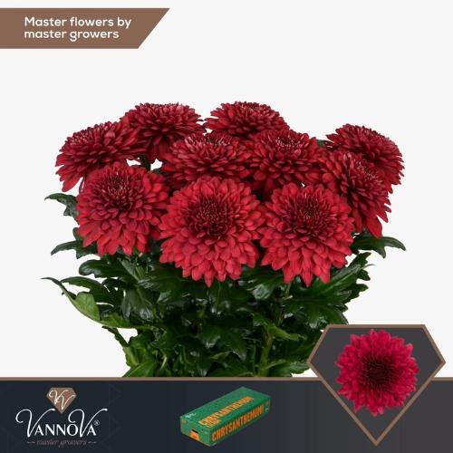 Chrysanthemum (Indicum Grp) geplozen Lamira Red