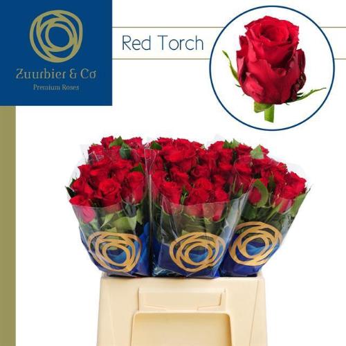 Rosa grootbloemig Red Torch