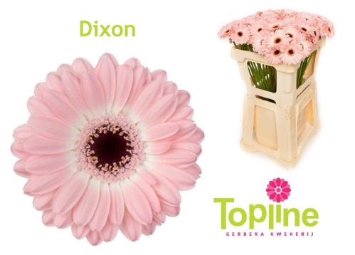 Gerbera mini Dixon