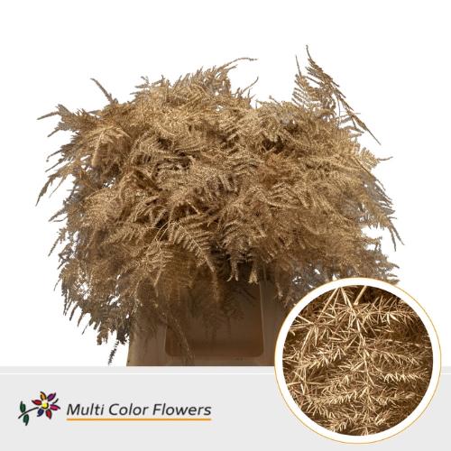 Asparagus overig kleurbehandeld H%