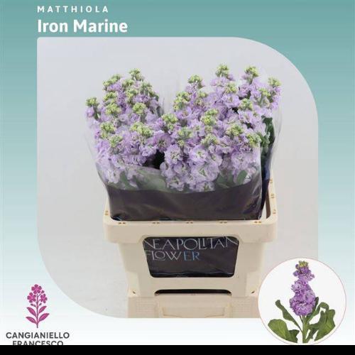 Matthiola incana 'Iron Marine'