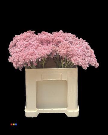 Sedum spectabile kleurbehandeld H%