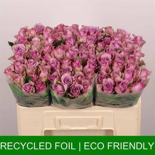 Rosa grootbloemig Nightingale!