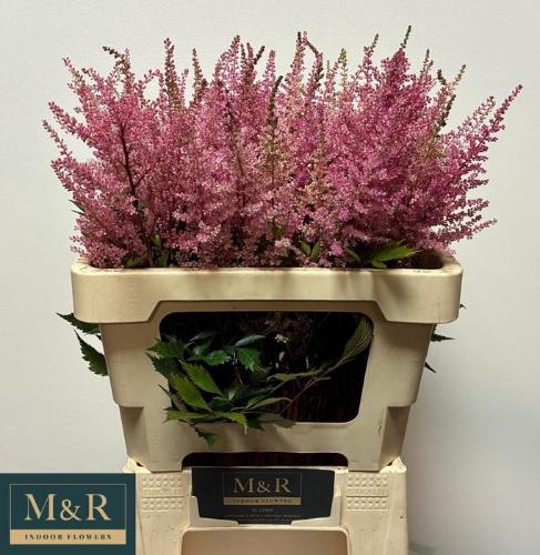 Astilbe Arendsii Grp 'Erika'