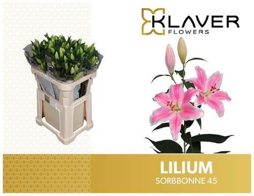 Lilium Oriental Grp 'Sorbonne'